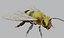 3danimatedbee