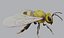 3danimatedbee