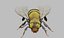 3danimatedbee