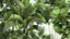 Plants in a metal flowerpot for the interior 1084