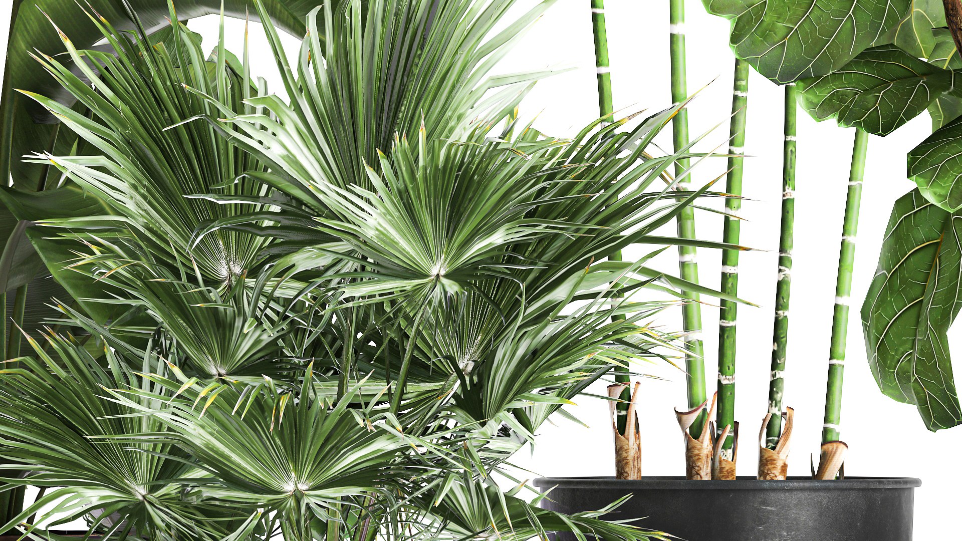 3D model Plants in a metal flowerpot for the interior 1084 https://p.turbosquid.com/ts-thumb/DI/0wVvgG/Go/1plants1012202107/jpg/1639223510/1920x1080/fit_q87/5657ec63787ad36250be869587cb75efcca9e82b/1plants1012202107.jpg