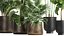 Plants in a metal flowerpot for the interior 1084