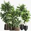 Plants in a metal flowerpot for the interior 1084