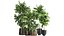 Plants in a metal flowerpot for the interior 1084