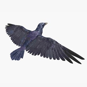 Crow Bird Dove model