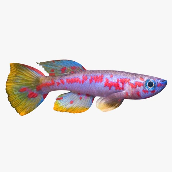 max killifish fish
