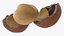 Opened Nuts Collection 3