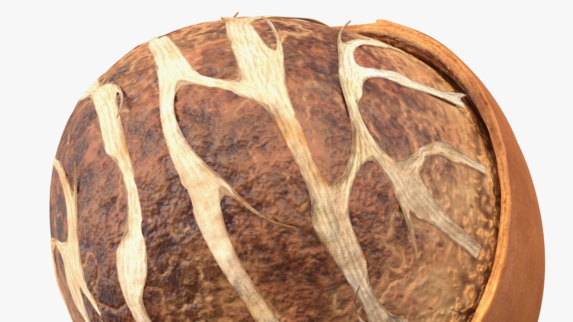 3D Opened Nuts Collection 3 model https://p.turbosquid.com/ts-thumb/DI/H1sR5v/KP/openednutscollection33dmodel020/jpg/1708295561/1920x1080/fit_q87/26af4e21ffe5988449ef0a55b403171fd082480b/openednutscollection33dmodel020.jpg