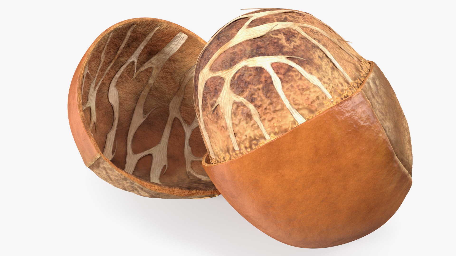 3D Opened Nuts Collection 3 model https://p.turbosquid.com/ts-thumb/DI/H1sR5v/bI/openednutscollection33dmodel018/jpg/1708295554/1920x1080/fit_q87/3ad9e60ea3f37ef9194a90e530813cf1bf1318c3/openednutscollection33dmodel018.jpg
