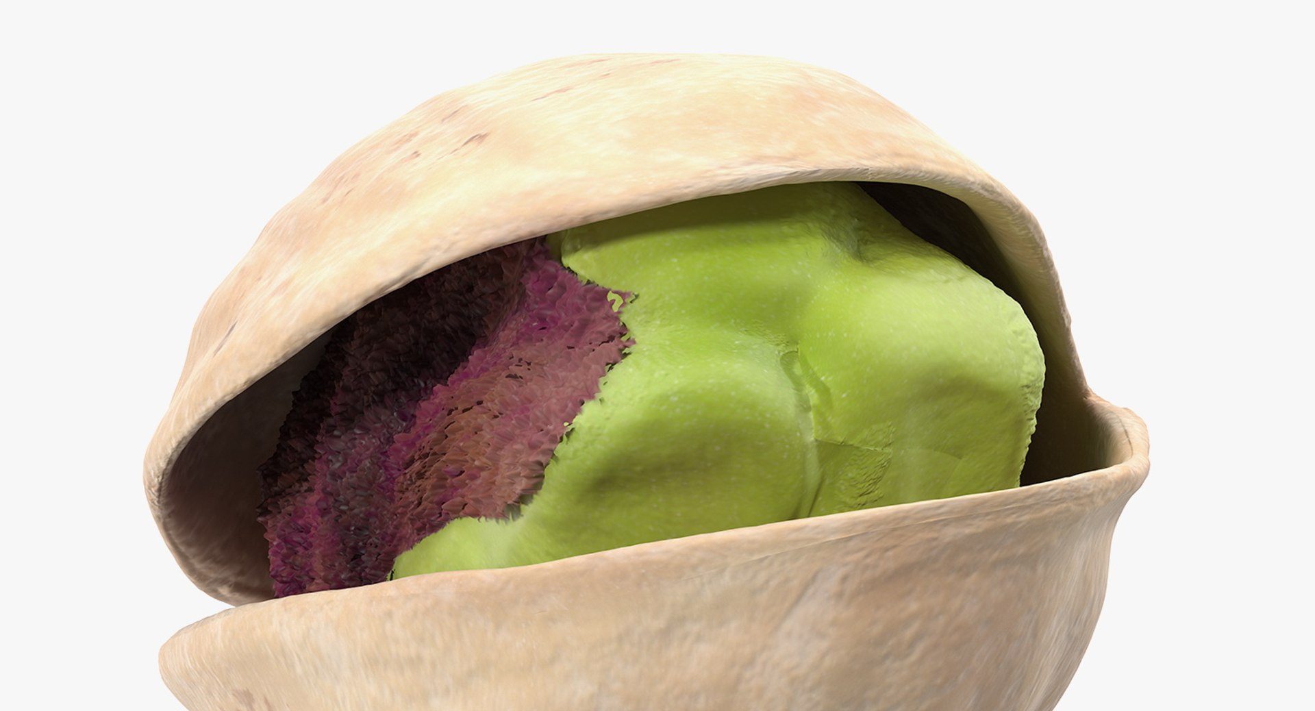 3D Opened Nuts Collection 3 model https://p.turbosquid.com/ts-thumb/DI/H1sR5v/c0/openednutscollection33dmodel026/jpg/1708295588/1920x1080/fit_q87/ec16dace99f094b1becbda9d628487173edaa5f3/openednutscollection33dmodel026.jpg