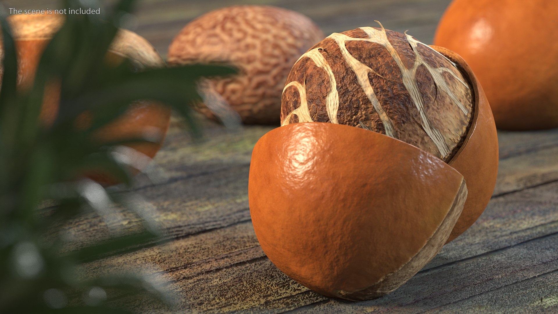 3D Opened Nuts Collection 3 model https://p.turbosquid.com/ts-thumb/DI/H1sR5v/fg/openednutscollection33dmodel012/jpg/1708295528/1920x1080/fit_q87/f4ec9a803b6bb657c013a51b75a4c79f24c4e8ab/openednutscollection33dmodel012.jpg