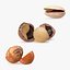 Opened Nuts Collection 3