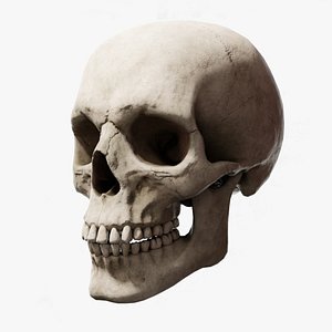 Human Skull 3D