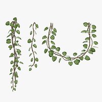Liana Plants