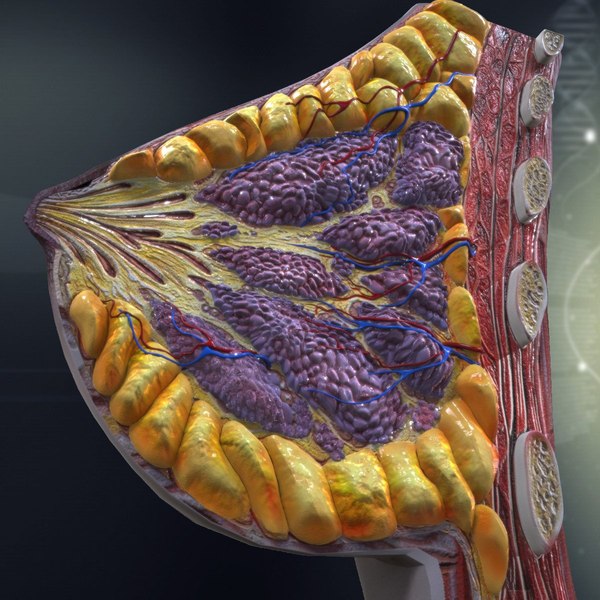 女性乳房解剖学3d模型 Turbosquid 967034 8480