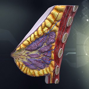 Female Breast Anatomy
