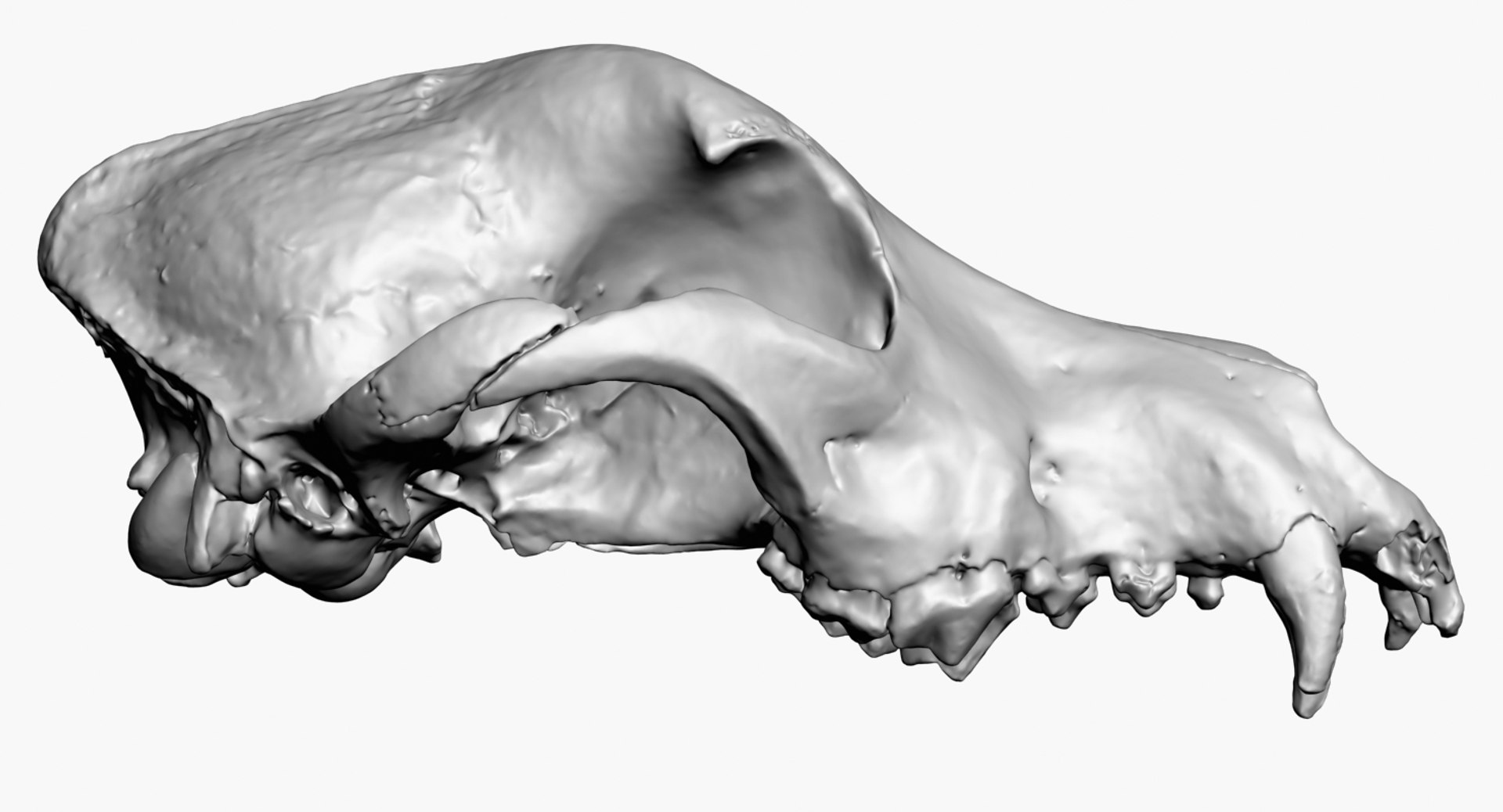 3D dog skull scan https://p.turbosquid.com/ts-thumb/DI/R5ieVU/7QhmhsNl/dogskullscan1m_render5/jpg/1527606969/1920x1080/fit_q87/a408d3caa79f0456fc36d2d3dae335224667b289/dogskullscan1m_render5.jpg
