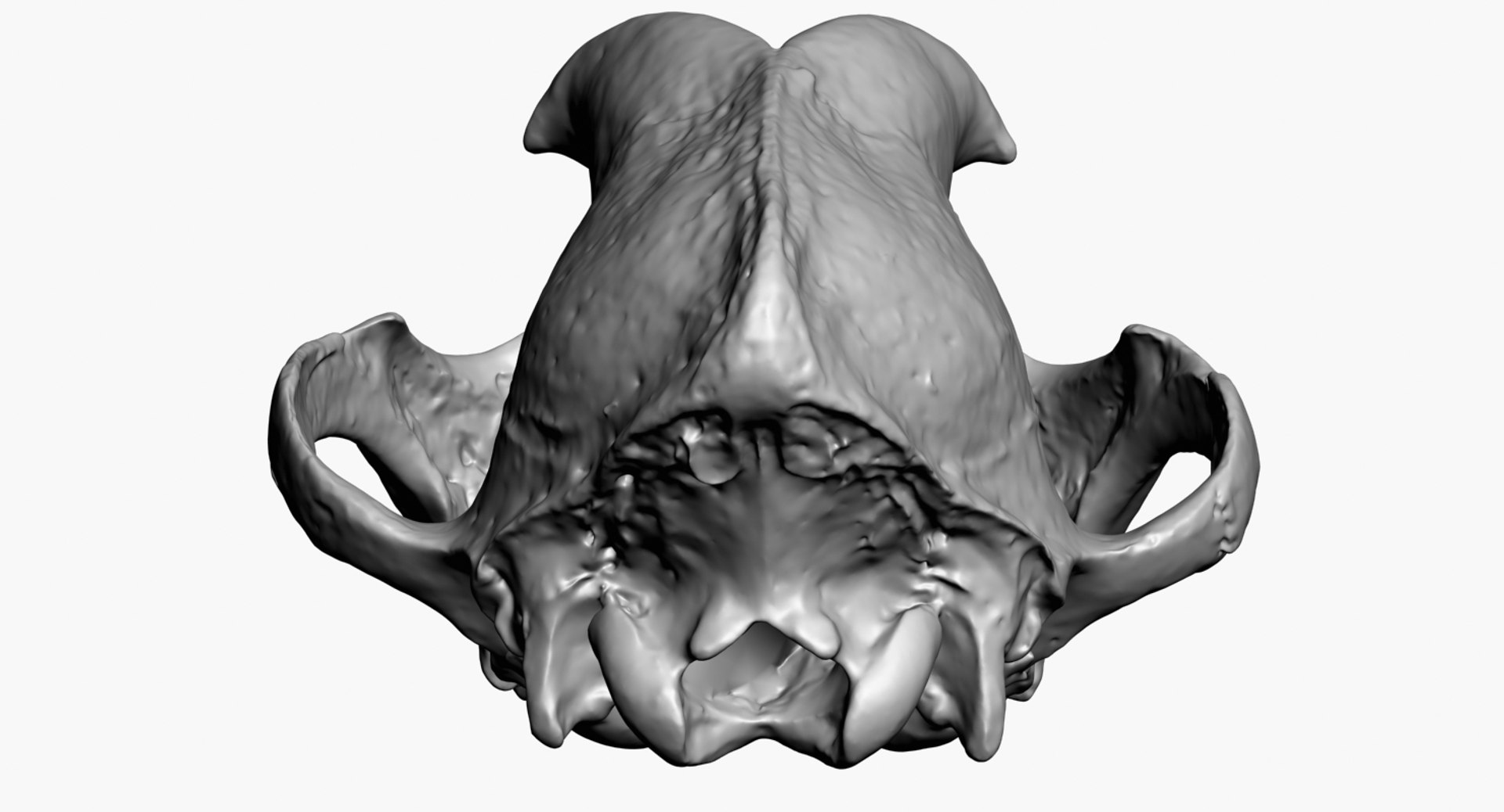3D dog skull scan https://p.turbosquid.com/ts-thumb/DI/R5ieVU/9GCAEuM9/dogskullscan1m_render6/jpg/1527606969/1920x1080/fit_q87/3a16fed28813c4135d2c09a44d907c75d82bf1c8/dogskullscan1m_render6.jpg