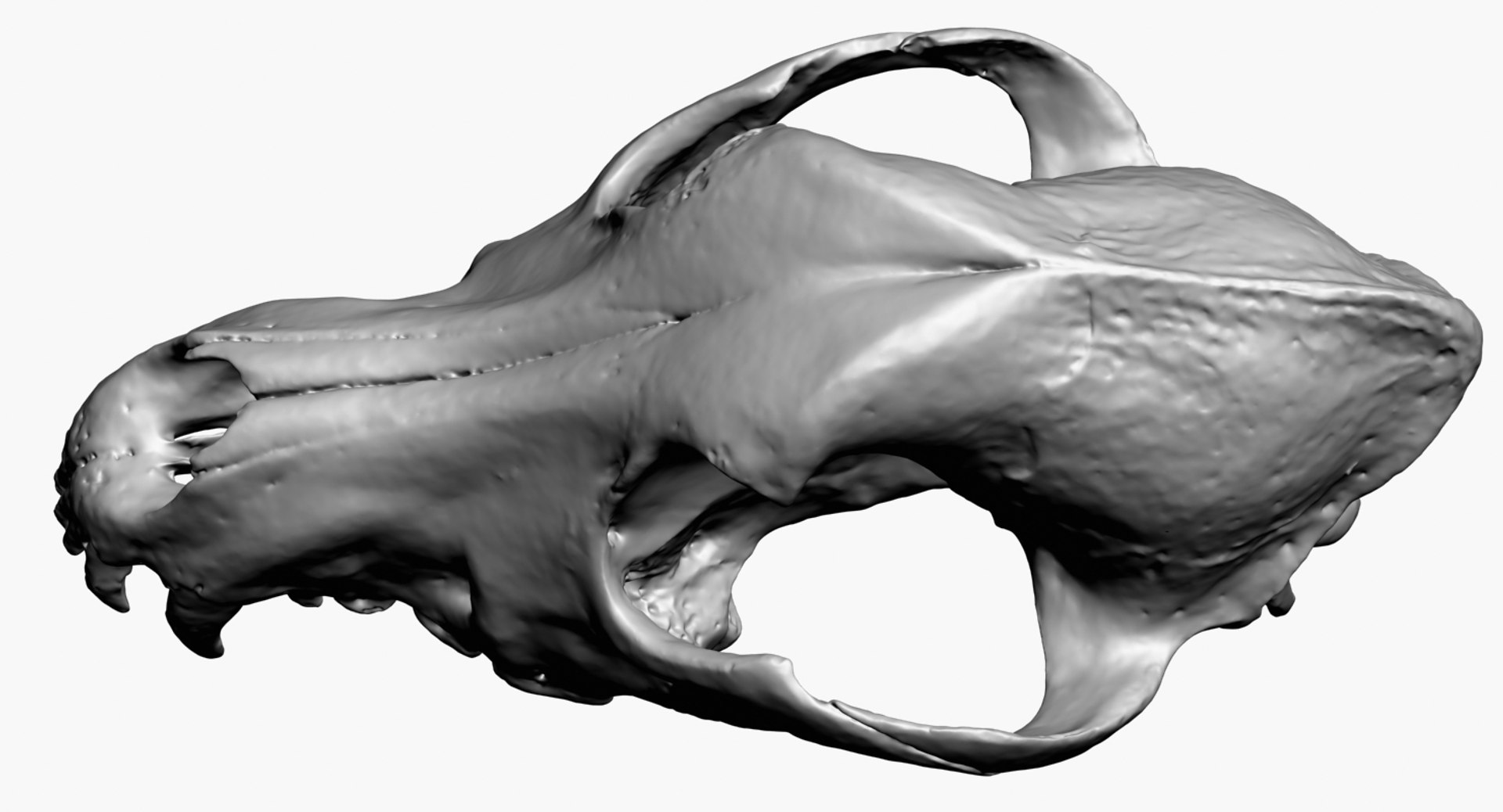 3D dog skull scan https://p.turbosquid.com/ts-thumb/DI/R5ieVU/m5gj8ezO/dogskullscan1m_render2/jpg/1527606969/1920x1080/fit_q87/da003f8da75aba0852073e54b436199847b75897/dogskullscan1m_render2.jpg