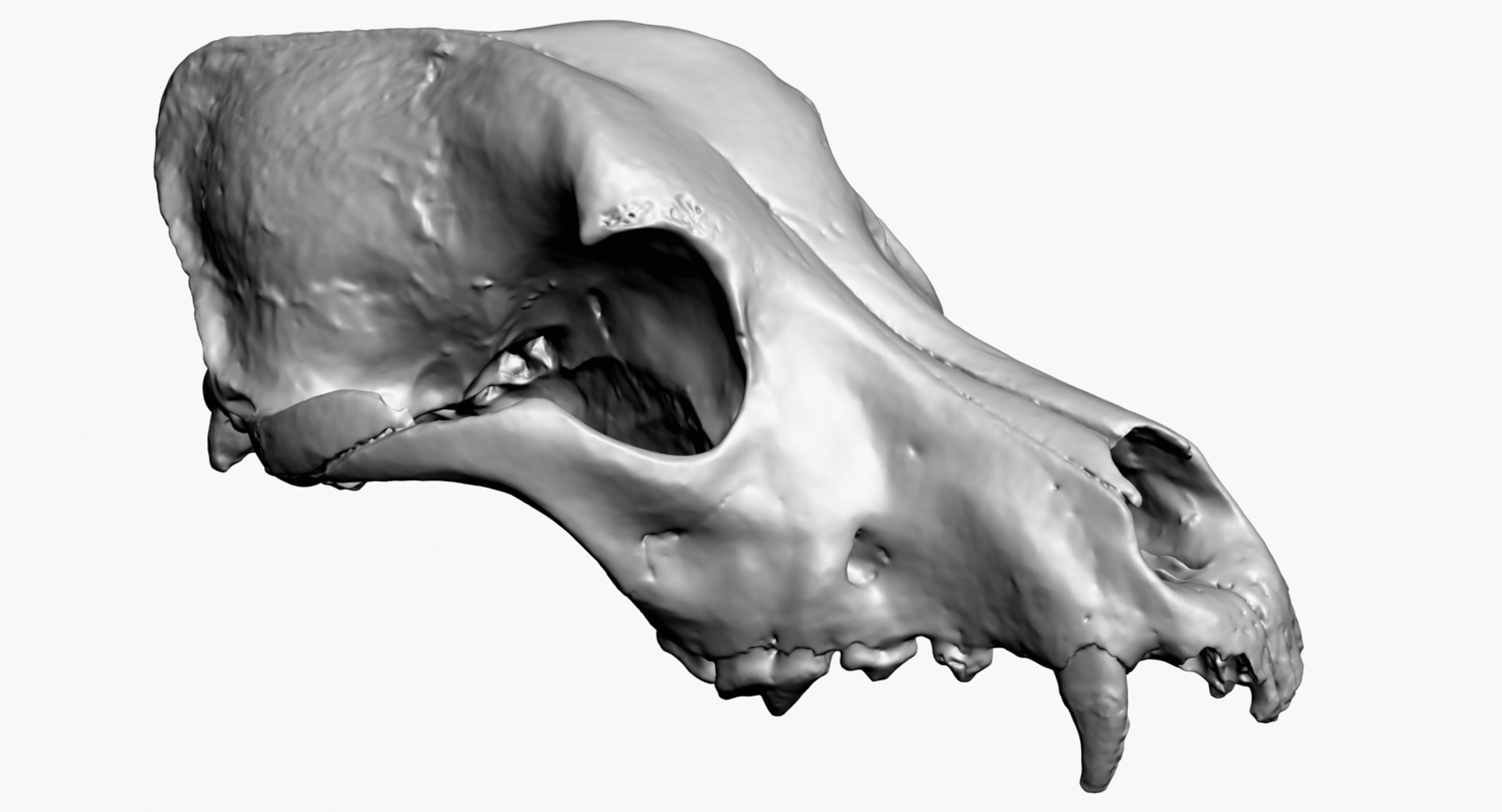 3D dog skull scan https://p.turbosquid.com/ts-thumb/DI/R5ieVU/ro5nBg7r/dogskullscan1m_render4/jpg/1527606969/1920x1080/fit_q87/828ebedd95e45941a8d7532838607fa32c560af9/dogskullscan1m_render4.jpg