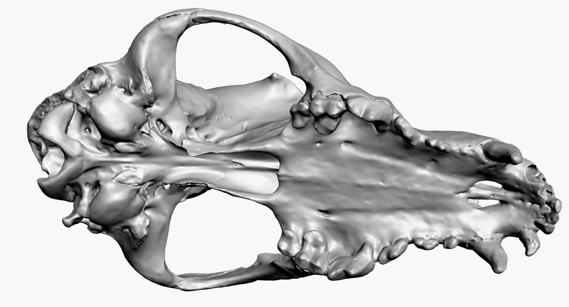 3D dog skull scan https://p.turbosquid.com/ts-thumb/DI/R5ieVU/tnv83Shg/dogskullscan1m_render7/jpg/1527606969/1920x1080/fit_q87/1402c3d45d5ba485890c94cb50188d4a1fe61fe2/dogskullscan1m_render7.jpg