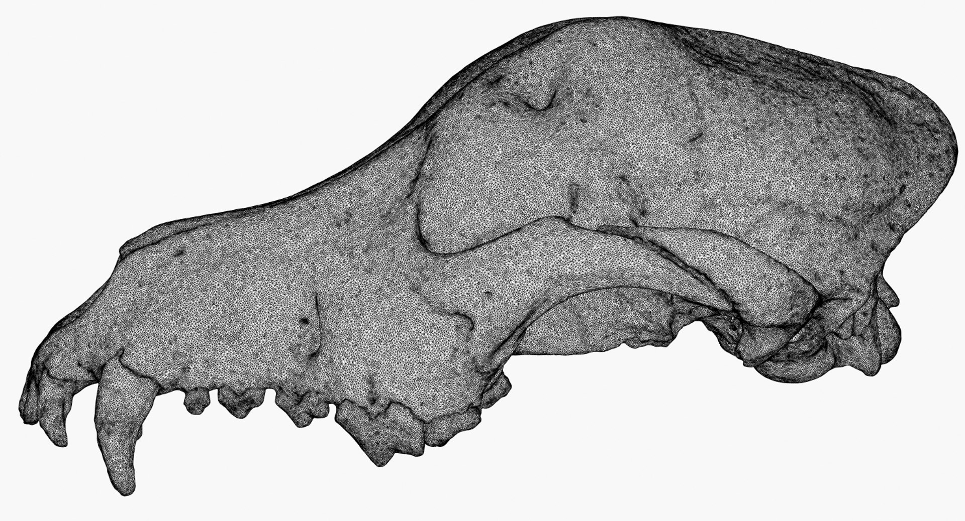 3D dog skull scan https://p.turbosquid.com/ts-thumb/DI/R5ieVU/zGHAHb7T/dogskullscan1m_wire1/jpg/1527626324/1920x1080/fit_q87/ef46417fa9ffc3ed07563b4039a1714f55a486b8/dogskullscan1m_wire1.jpg