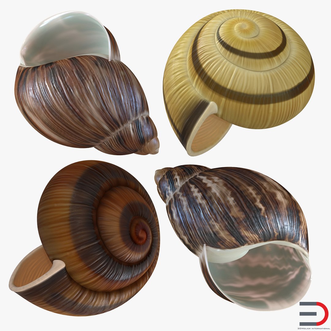 Snail Shells 3D Models Collection 3D model preview