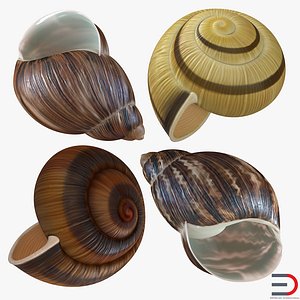 snail shells 3d 3ds