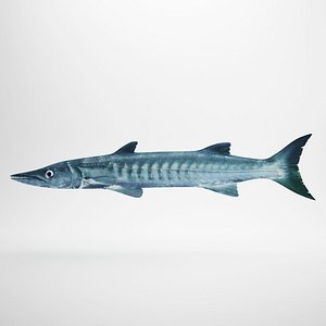 Barracuda