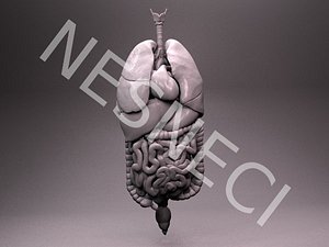 Accurate and Detailed Internal Organs