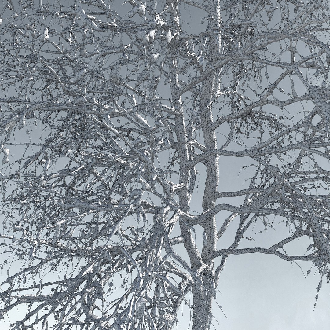 3D trees 12 https://p.turbosquid.com/ts-thumb/DI/qqVGiS/7m3Yxgfx/three_season_trees_1214/jpg/1543049617/1920x1080/fit_q87/cc82a5e3983a89b57b14827b127c5273b3f141e3/three_season_trees_1214.jpg