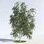 Three Season Trees 12: Birch (+Growfx)