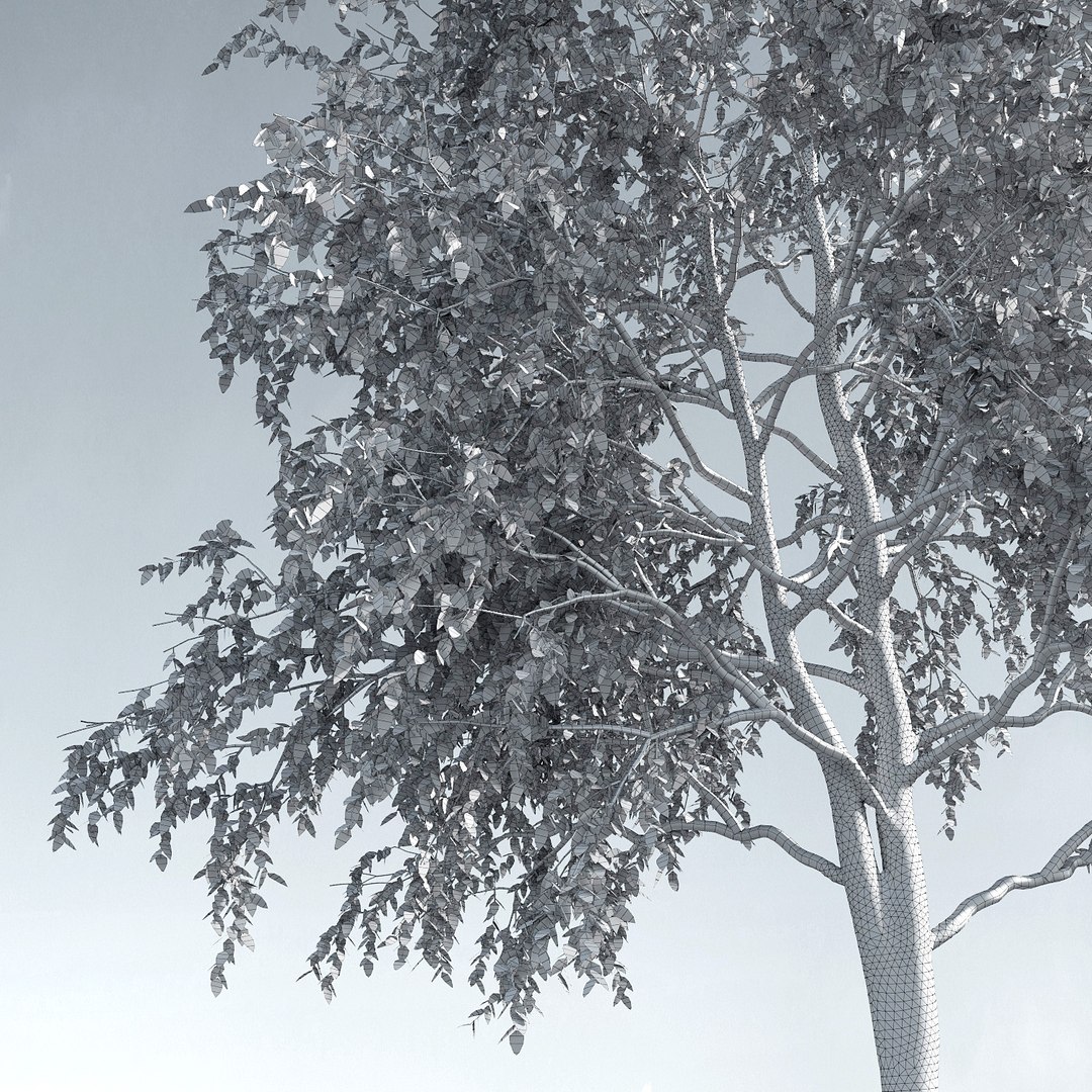 3D trees 12 https://p.turbosquid.com/ts-thumb/DI/qqVGiS/DLFFQkwY/three_season_trees_1213/jpg/1543049617/1920x1080/fit_q87/7871a85e1aafb1ff38a24a1bfd6781ffe3a2f101/three_season_trees_1213.jpg