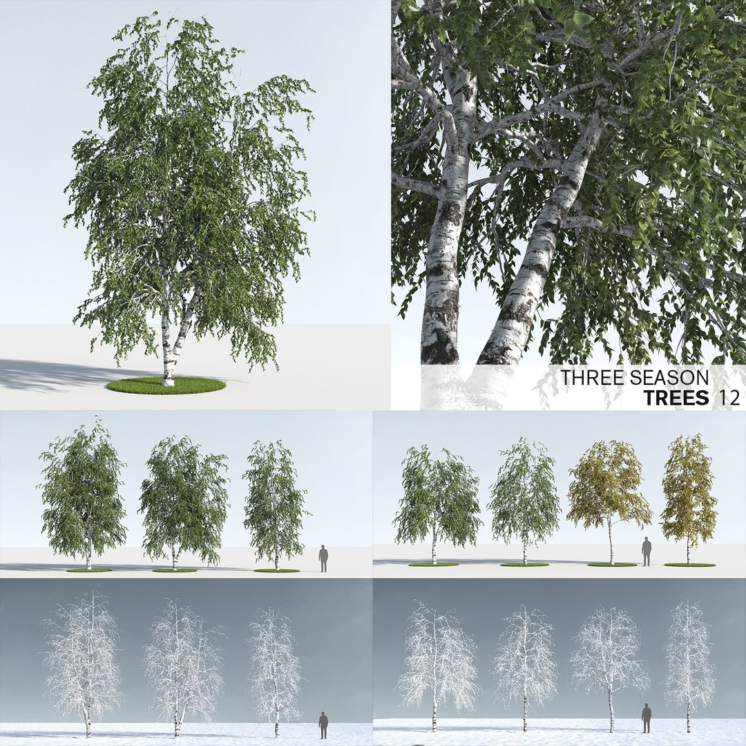3D trees 12 https://p.turbosquid.com/ts-thumb/DI/qqVGiS/NHDzrmki/three_season_trees_121/jpg/1543129307/1920x1080/fit_q87/b630c0962cddee02613f41761c5c126ef661517d/three_season_trees_121.jpg