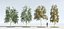 Three Season Trees 12: Birch (+Growfx)