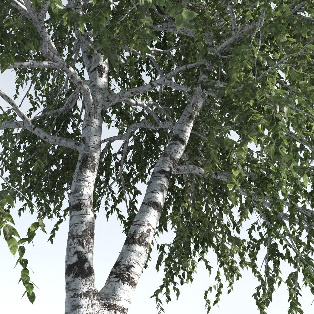 3D trees 12 https://p.turbosquid.com/ts-thumb/DI/qqVGiS/frNbqzqY/three_season_trees_123/jpg/1543049529/1920x1080/fit_q87/086571f00fa5b09708b63b3eb57c53d461fac077/three_season_trees_123.jpg