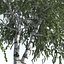 Three Season Trees 12: Birch (+Growfx)