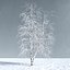 Three Season Trees 12: Birch (+Growfx)