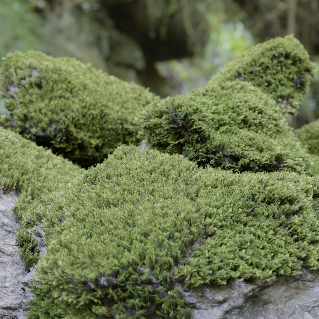 3D Mossy Rock Collection Vol 283-3dsmax-Blender 3D model https://p.turbosquid.com/ts-thumb/DI/sBX3hx/Td/5/jpg/1729455474/1920x1080/fit_q87/02d88c63c46cb50bff7933408b27ef0e90605e43/5.jpg