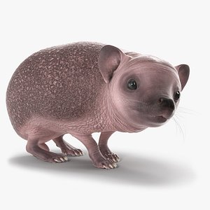 Bald Hedgehog Standing 3D model
