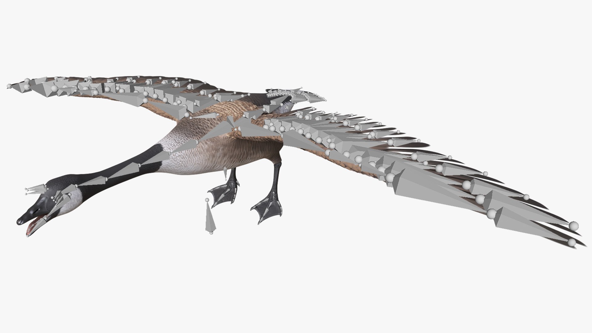 Anatidae Goose Takeoff Animated Rigged For Blender 3D https://p.turbosquid.com/ts-thumb/DI/w7O5Mx/3P/anatidae_goose_takeoff_animated_rigged_for_blender_004/jpg/1776186906/1920x1080/fit_q87/6ae4b54be25fe5266e6c99f91c7ac48af401a5ee/anatidae_goose_takeoff_animated_rigged_for_blender_004.jpg