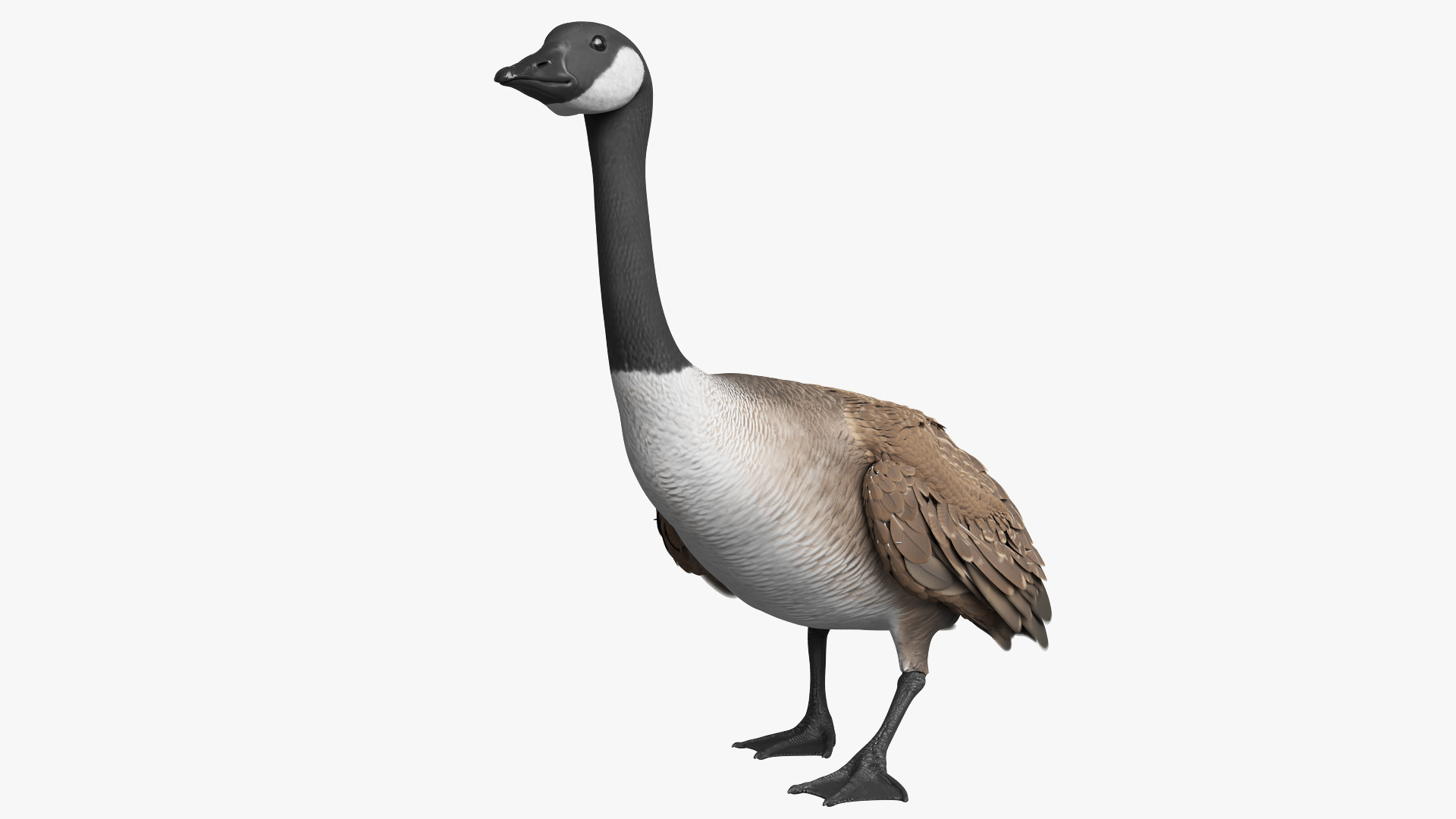 Anatidae Goose Takeoff Animated Rigged For Blender 3D https://p.turbosquid.com/ts-thumb/DI/w7O5Mx/Qk/anatidae_goose_takeoff_animated_rigged_for_blender_360/jpg/1776186787/1920x1080/turn_fit_q99/a6890efa7b60b86f5720fd254cd559b216ea5c63/anatidae_goose_takeoff_animated_rigged_for_blender_360-1.jpg