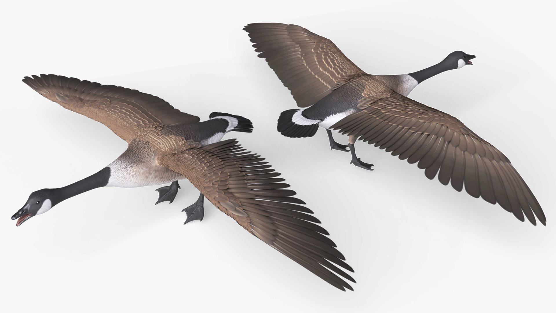 Anatidae Goose Takeoff Animated Rigged For Blender 3D https://p.turbosquid.com/ts-thumb/DI/w7O5Mx/UM/anatidae_goose_takeoff_animated_rigged_for_blender_005/jpg/1776186909/1920x1080/fit_q87/3ea437337d29ed80bb4aa584ce90540c18d7a9c4/anatidae_goose_takeoff_animated_rigged_for_blender_005.jpg