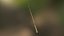 Bamboo Fishing Rod