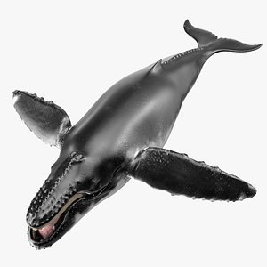 Baleen Whale 3D model