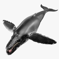 Baleen Whale