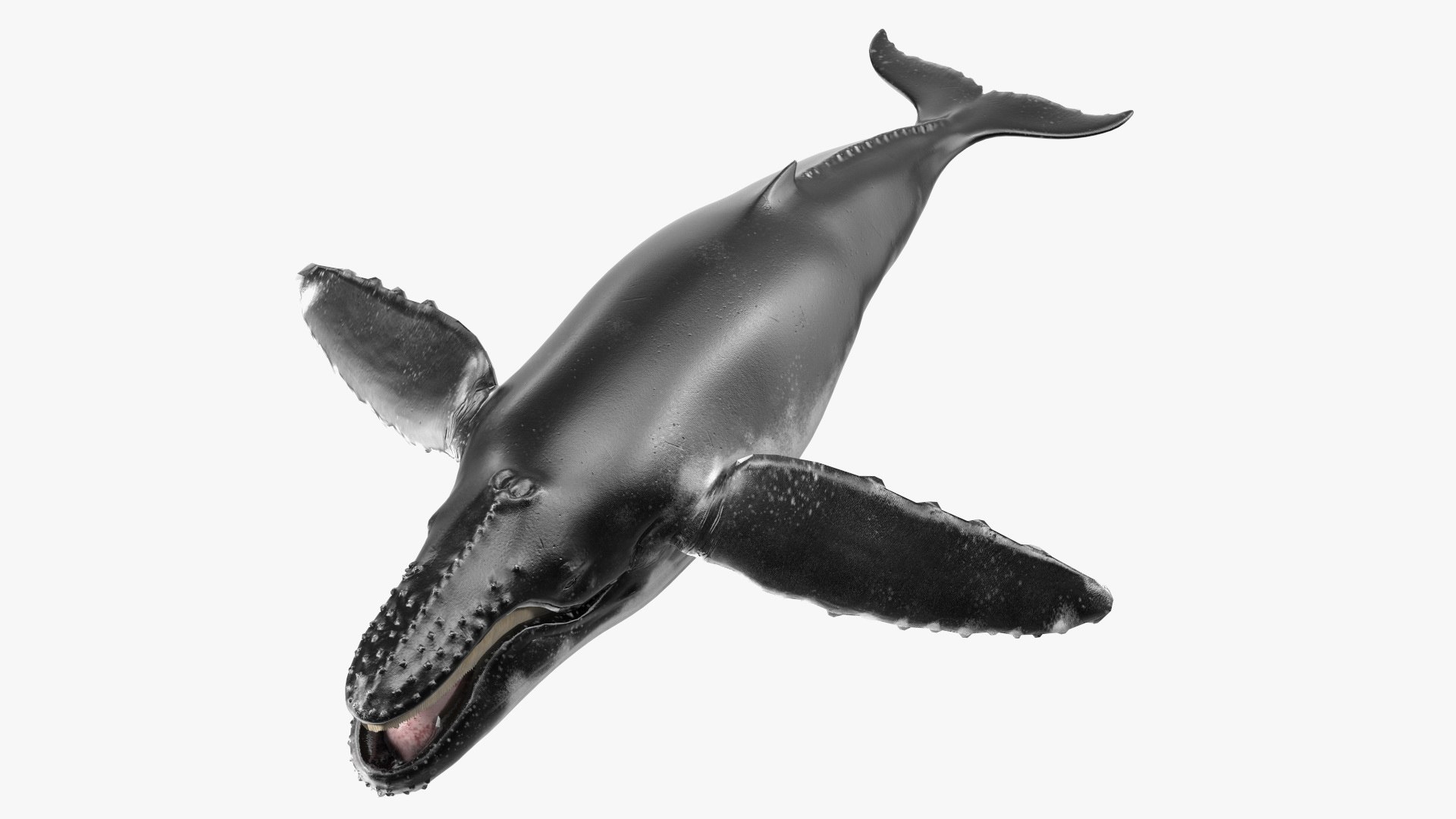 Baleen Whale 3D model preview