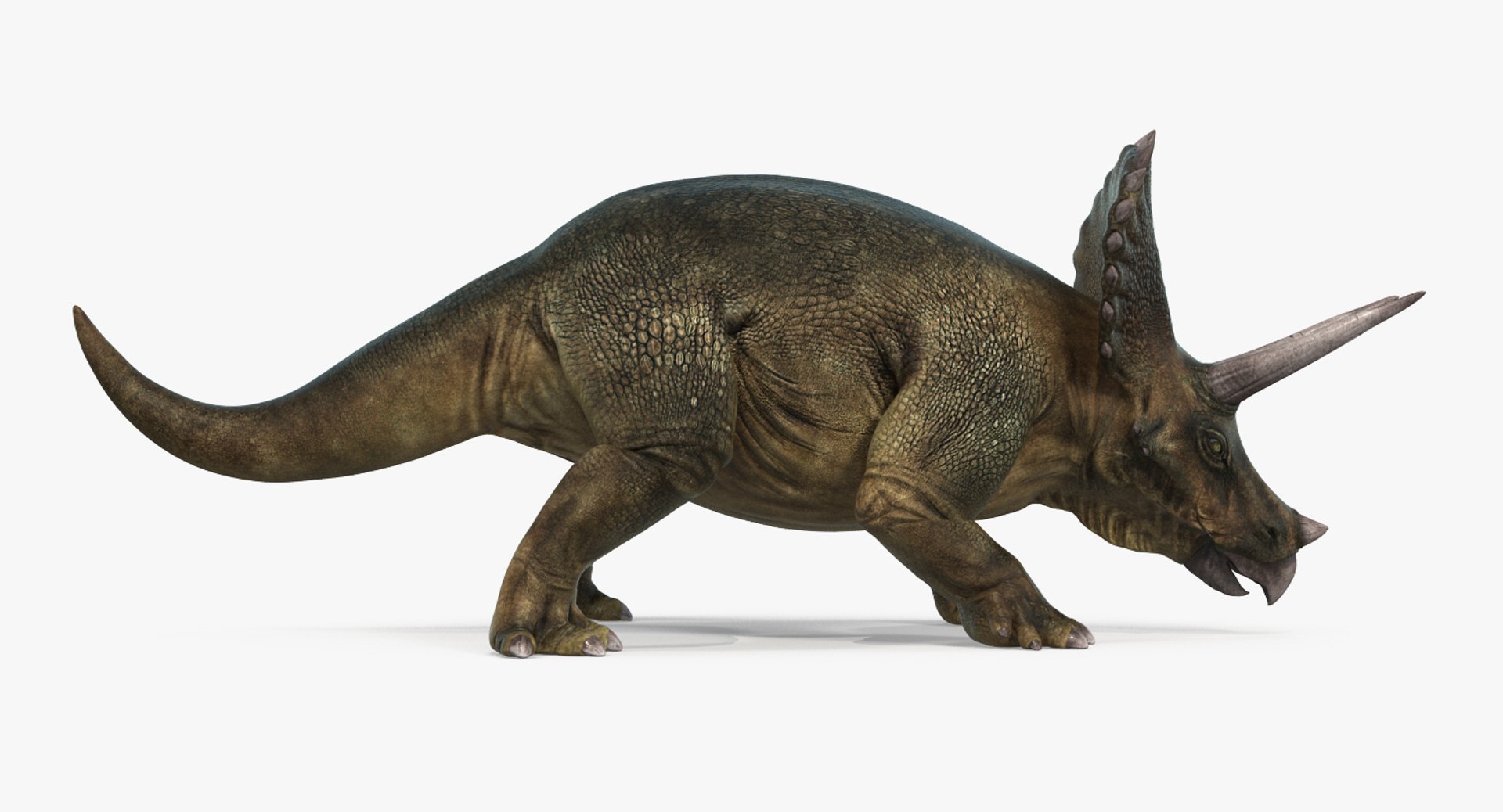 Triceratops Rigged 3d C4d