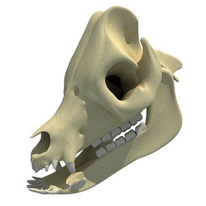 3d pig skull skeleton model