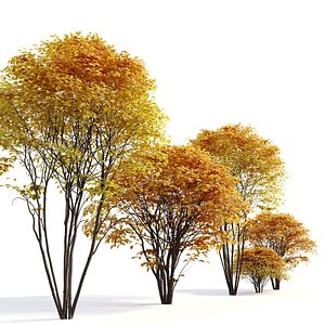 Cornelian cherry